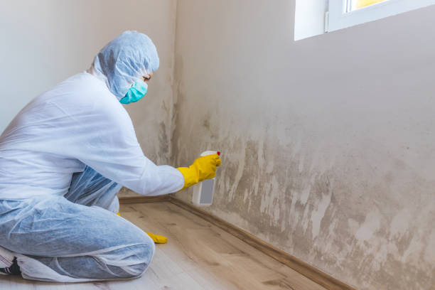 Licensed Attic Mold Removal service in Schwenksville, PA - WQB Mold Removal